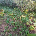 Sopralluogo in località Pradamont - Foto arch.EGAP Alpi Cozie